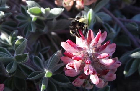Rare Northern California wildflower designated endangered